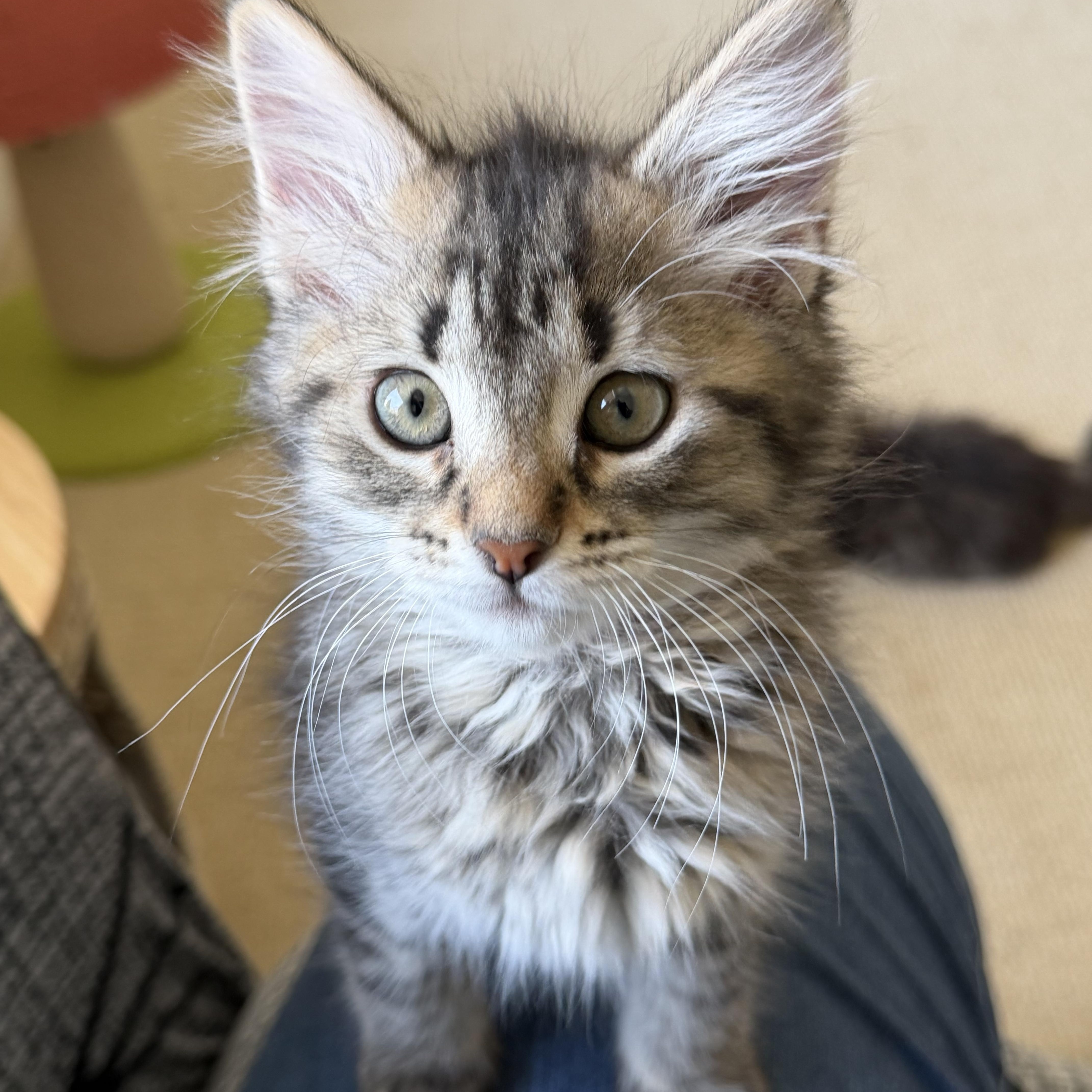 Enlarge Sapphire , an adopted Domestic Medium Hair in Duluth, GA image 1/4