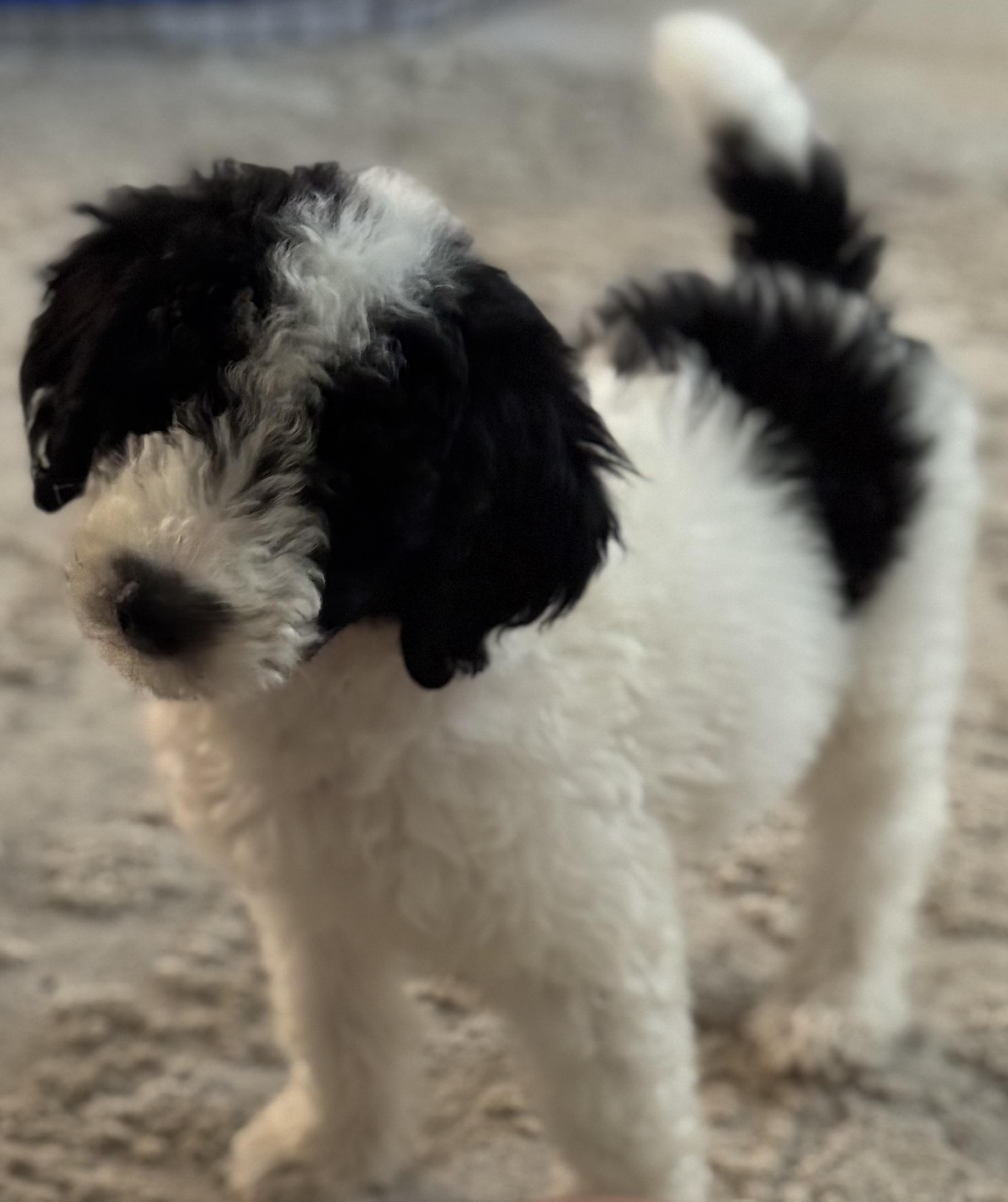 Fresha is a 9 week old Standard Poodle with a doodle who is curious and eager to