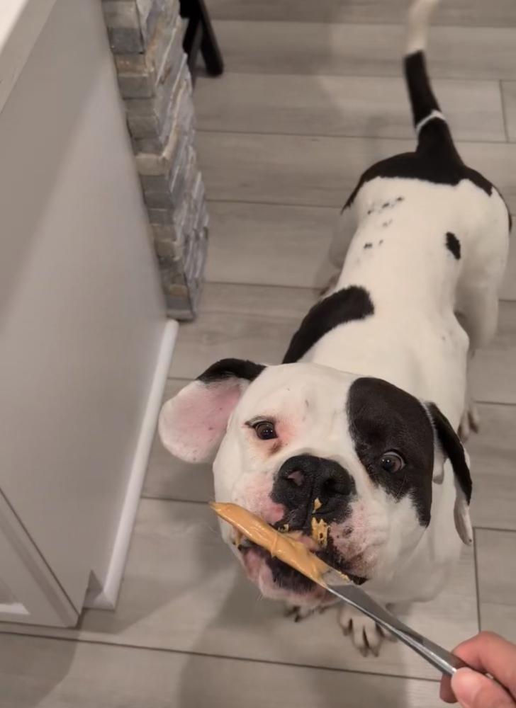 Enlarge Cupcake, a Adoptable American Bulldog in ventura, CA image 1/4