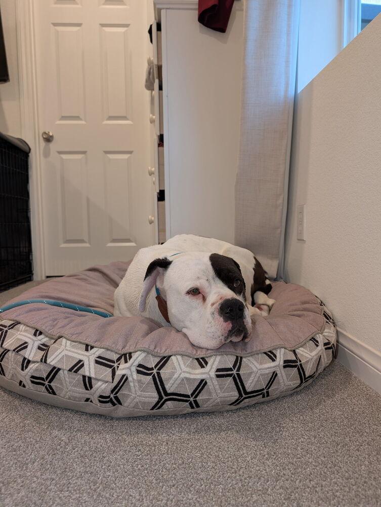 Enlarge Cupcake, a Adoptable American Bulldog in ventura, CA image 3/4