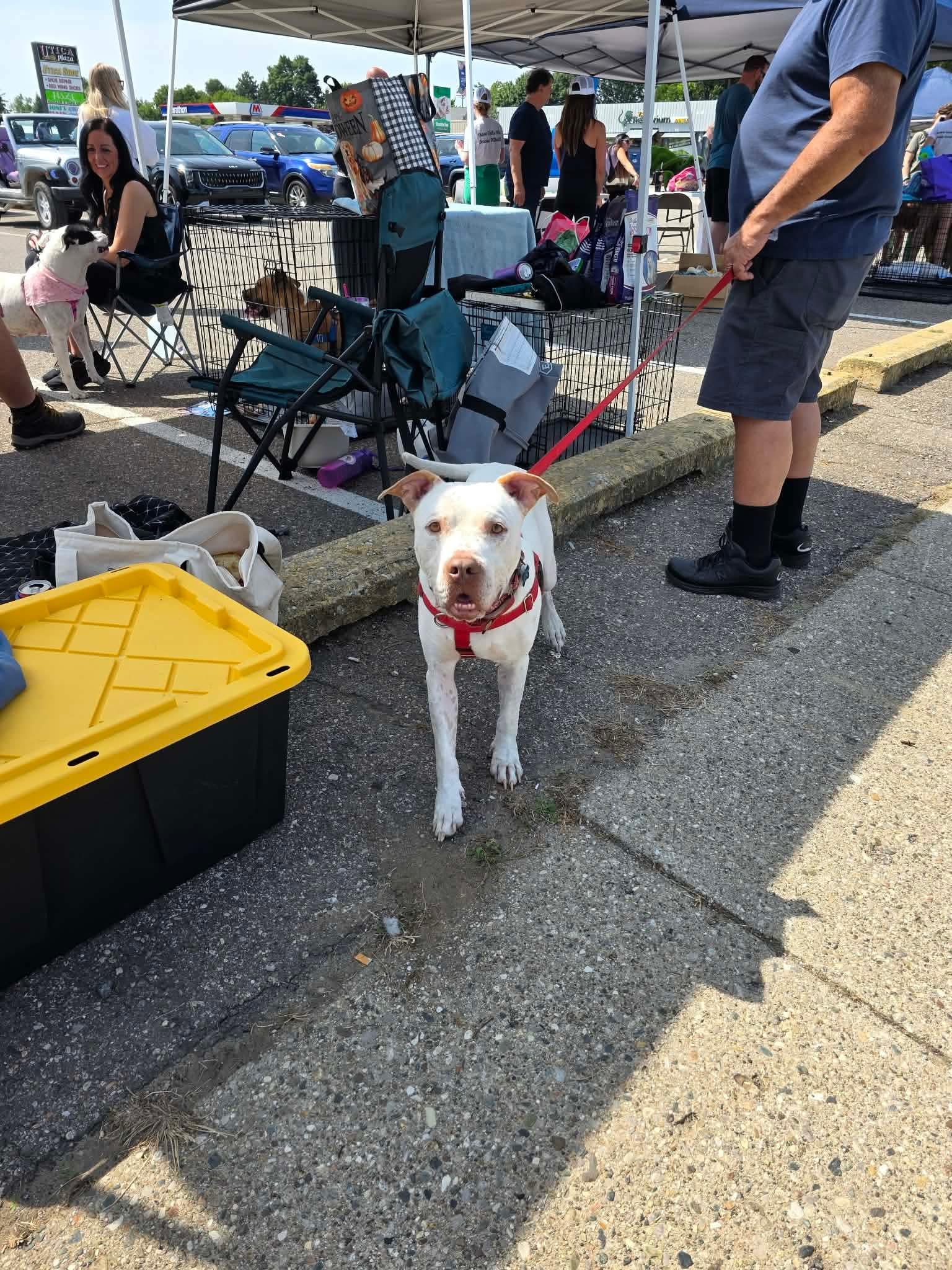 Enlarge Otis, a Adopted mixed breed in Pleasant Ridge, MI image 4/5