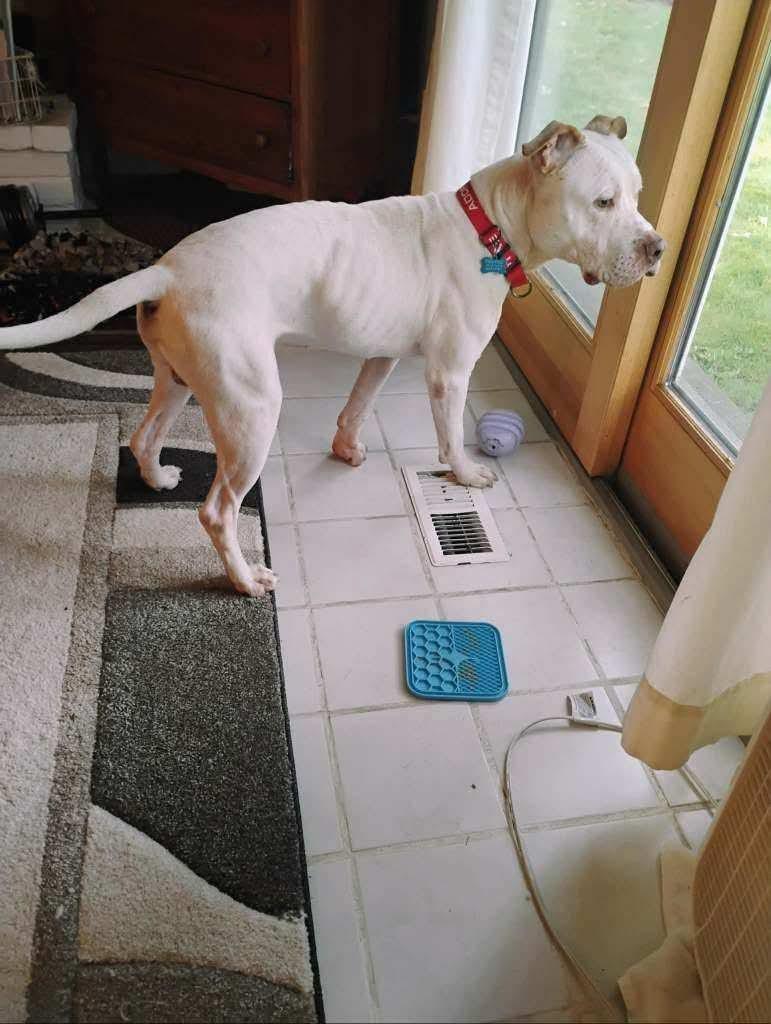 Enlarge Otis, a Adopted mixed breed in Pleasant Ridge, MI image 2/5