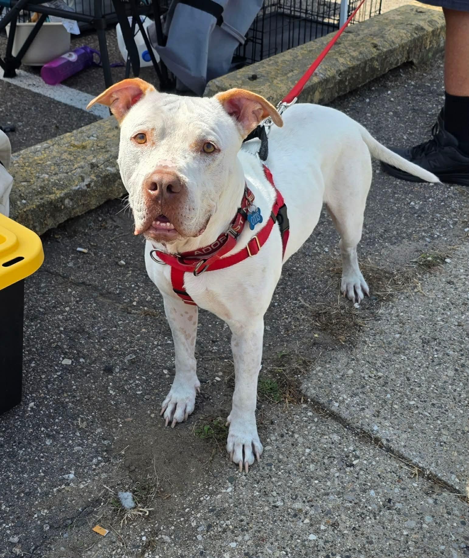 Otis, Adopted, Adult Male Mixed Breed & Boxer.