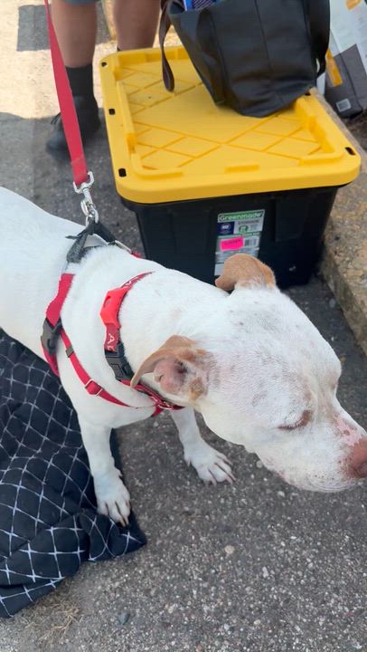 Enlarge Otis, a Adopted mixed breed in Pleasant Ridge, MI video 5/5