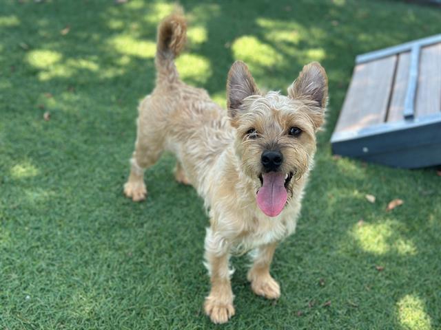 JOJO, Adoptable, Young Male Cairn Terrier & Mixed Breed.