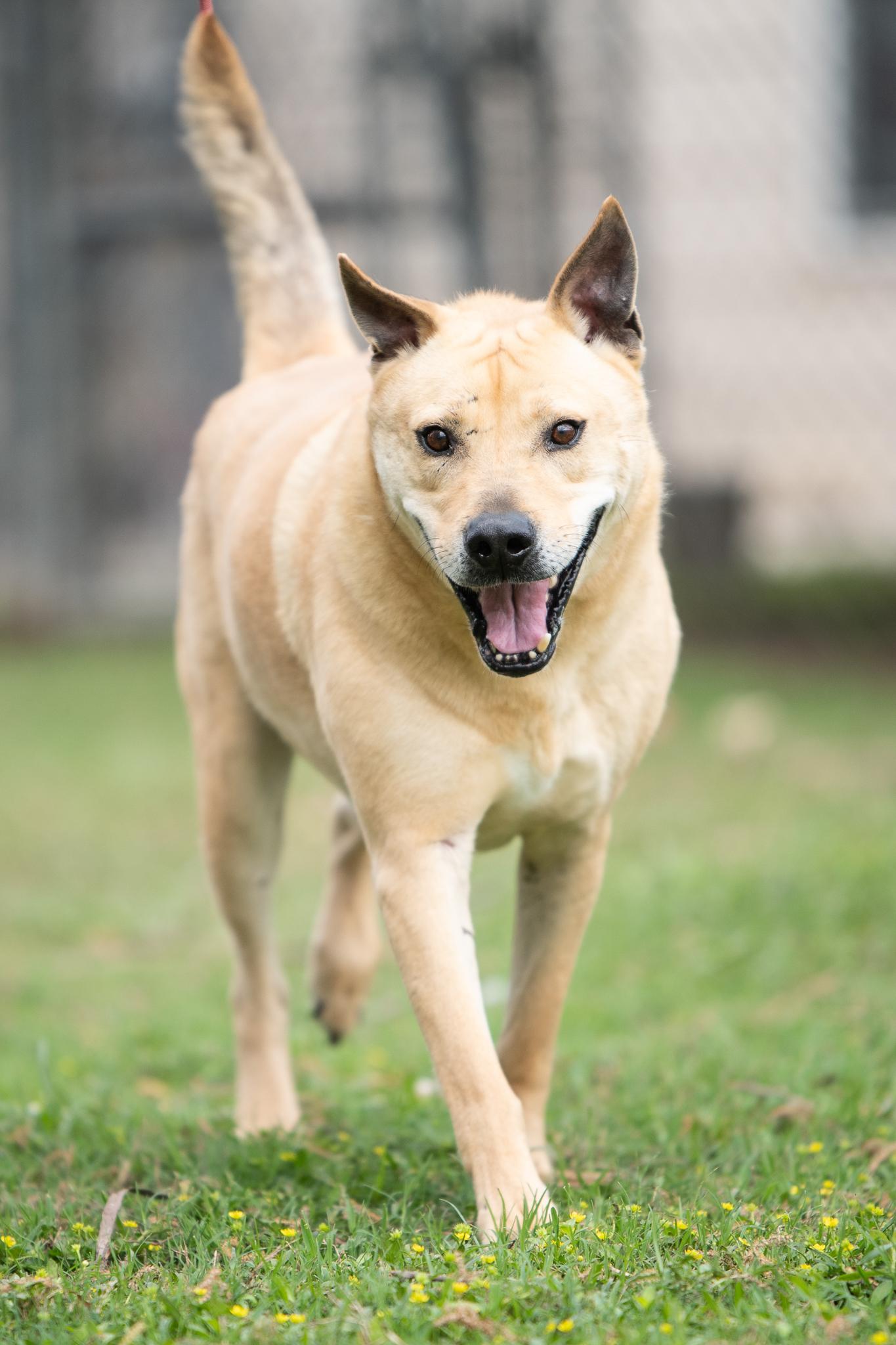 Spyker, Adoptable, Adult Male Labrador Retriever.