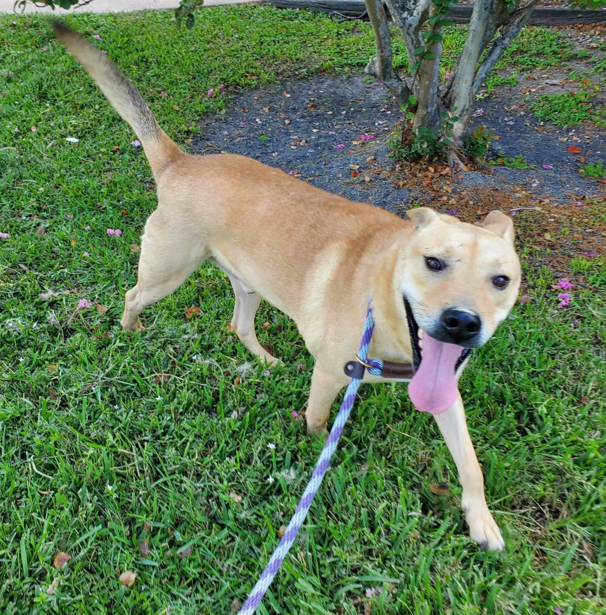 Enlarge Spyker, a Adoptable mixed breed in Seattle, WA image 3/5