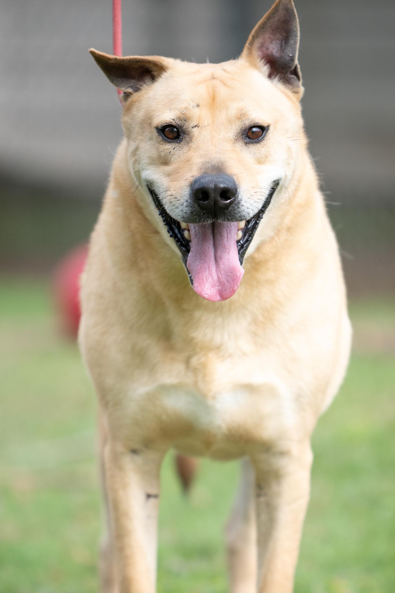 Enlarge Spyker, a Adoptable mixed breed in Seattle, WA image 2/5