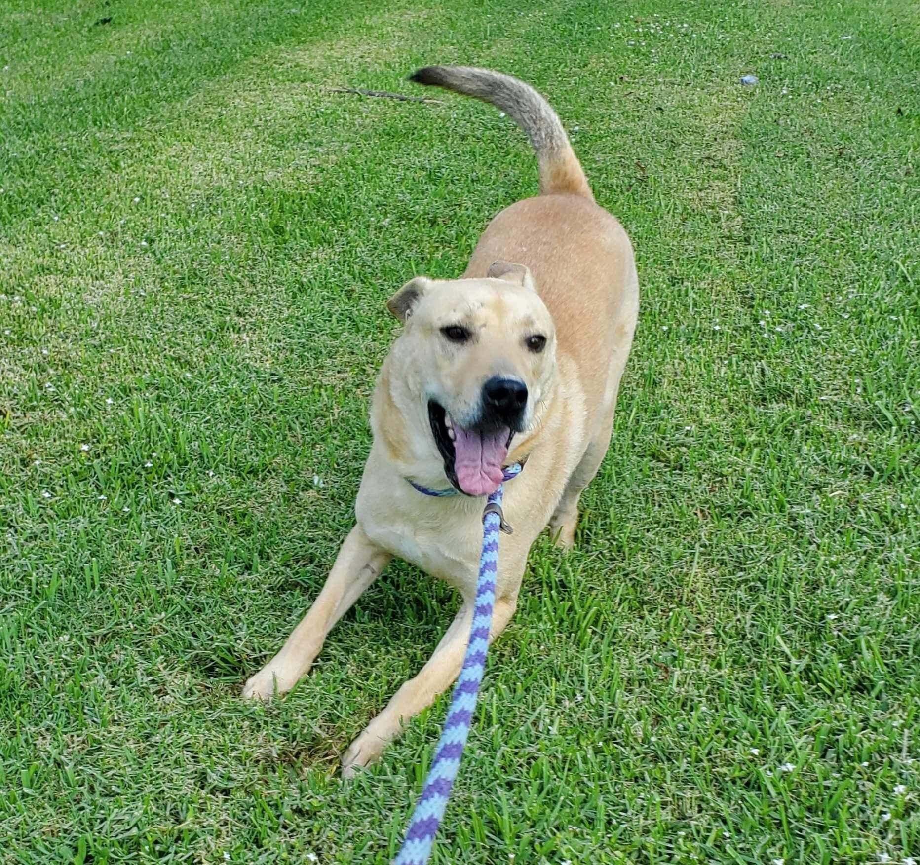 Enlarge Spyker, a Adoptable mixed breed in Seattle, WA image 5/5