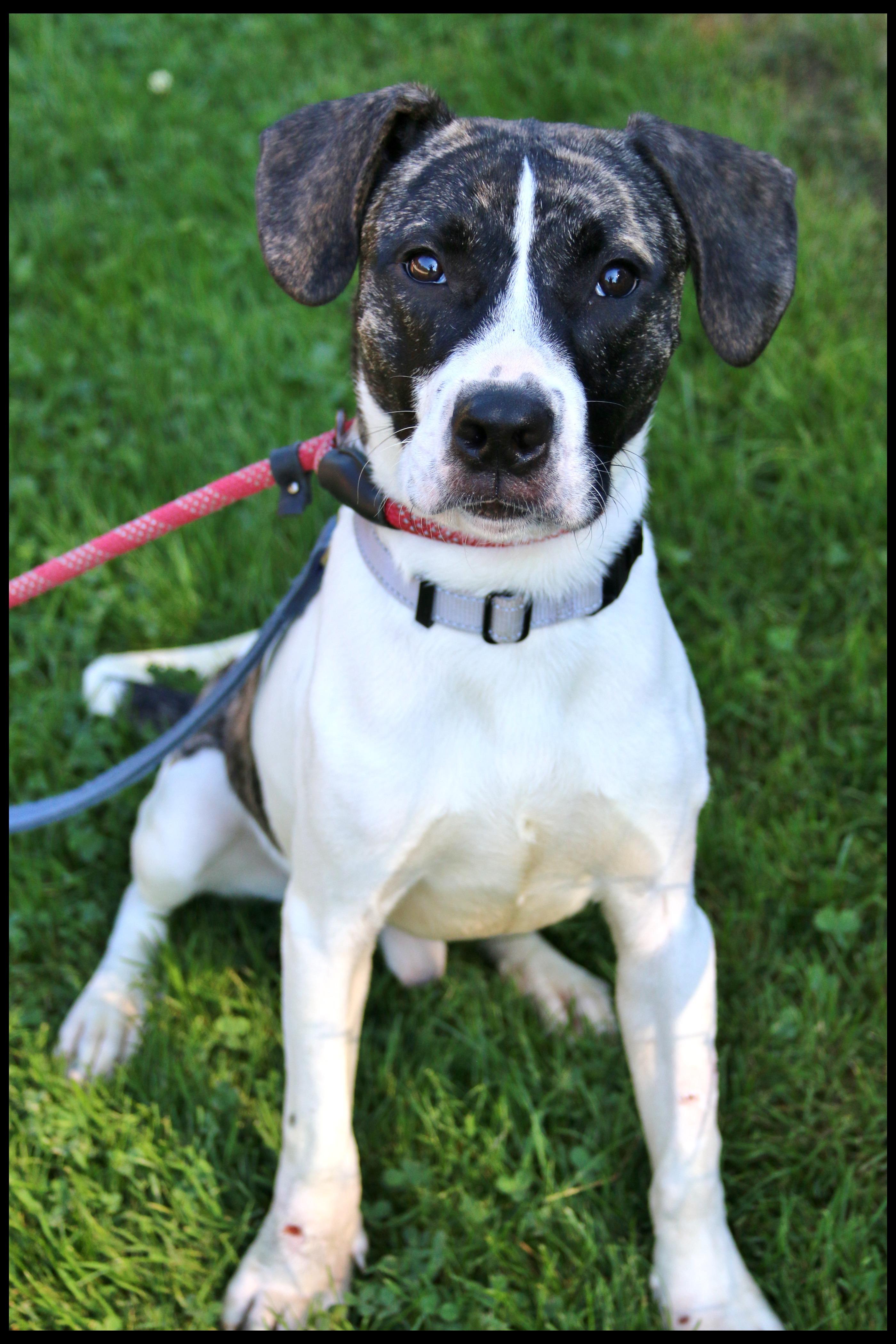 Enlarge Julian, a Adoptable mixed breed in Shippenville, PA image 4/5