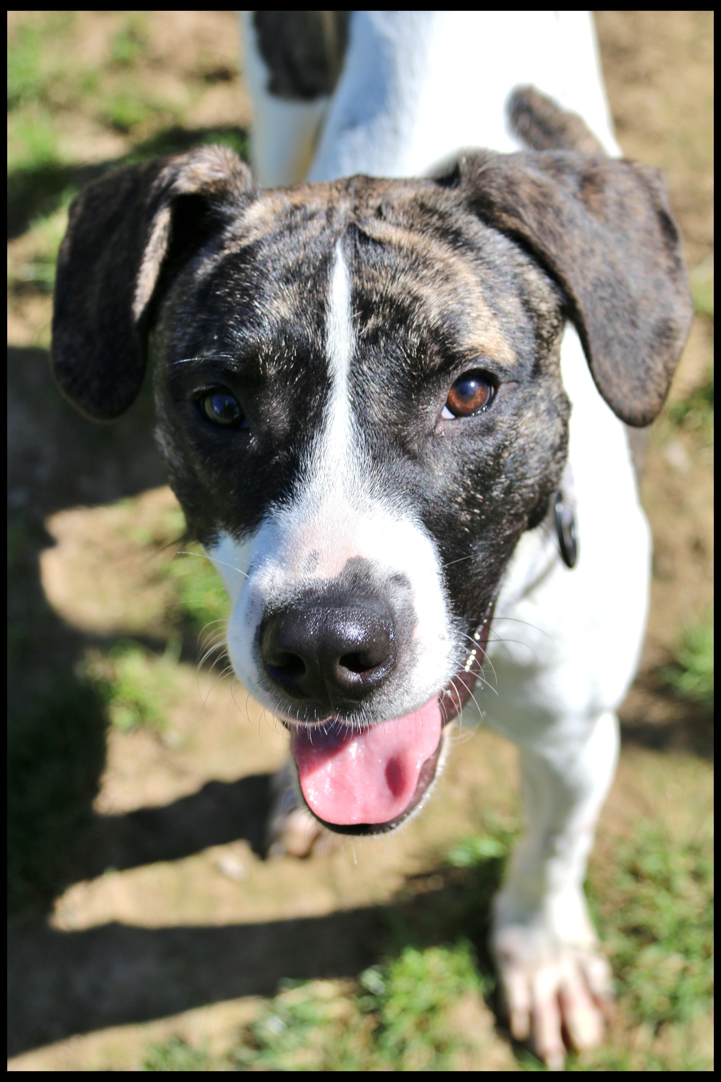 Enlarge Julian, a Adoptable mixed breed in Shippenville, PA image 2/5