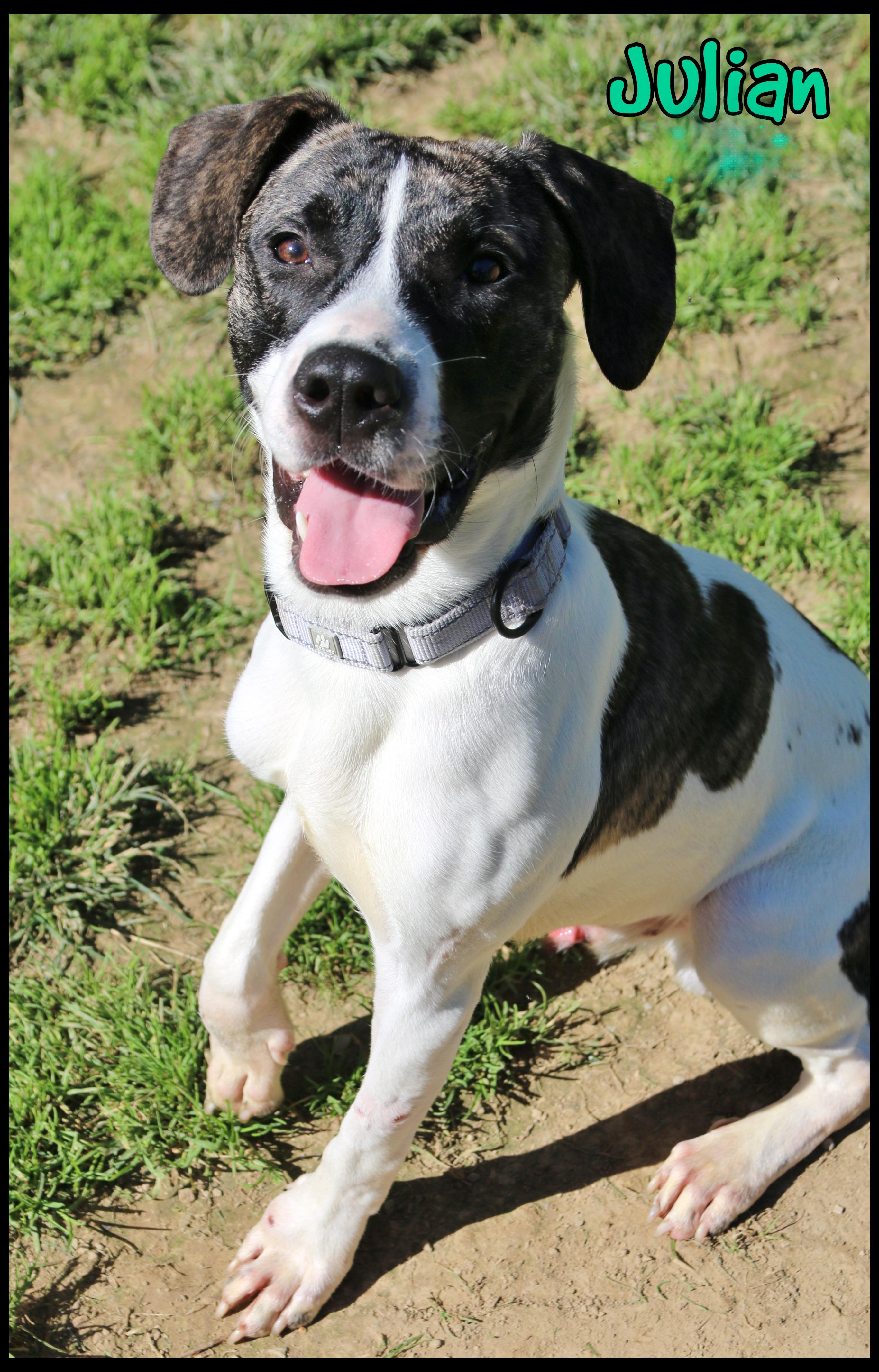Enlarge Julian, a Adoptable mixed breed in Shippenville, PA image 3/5