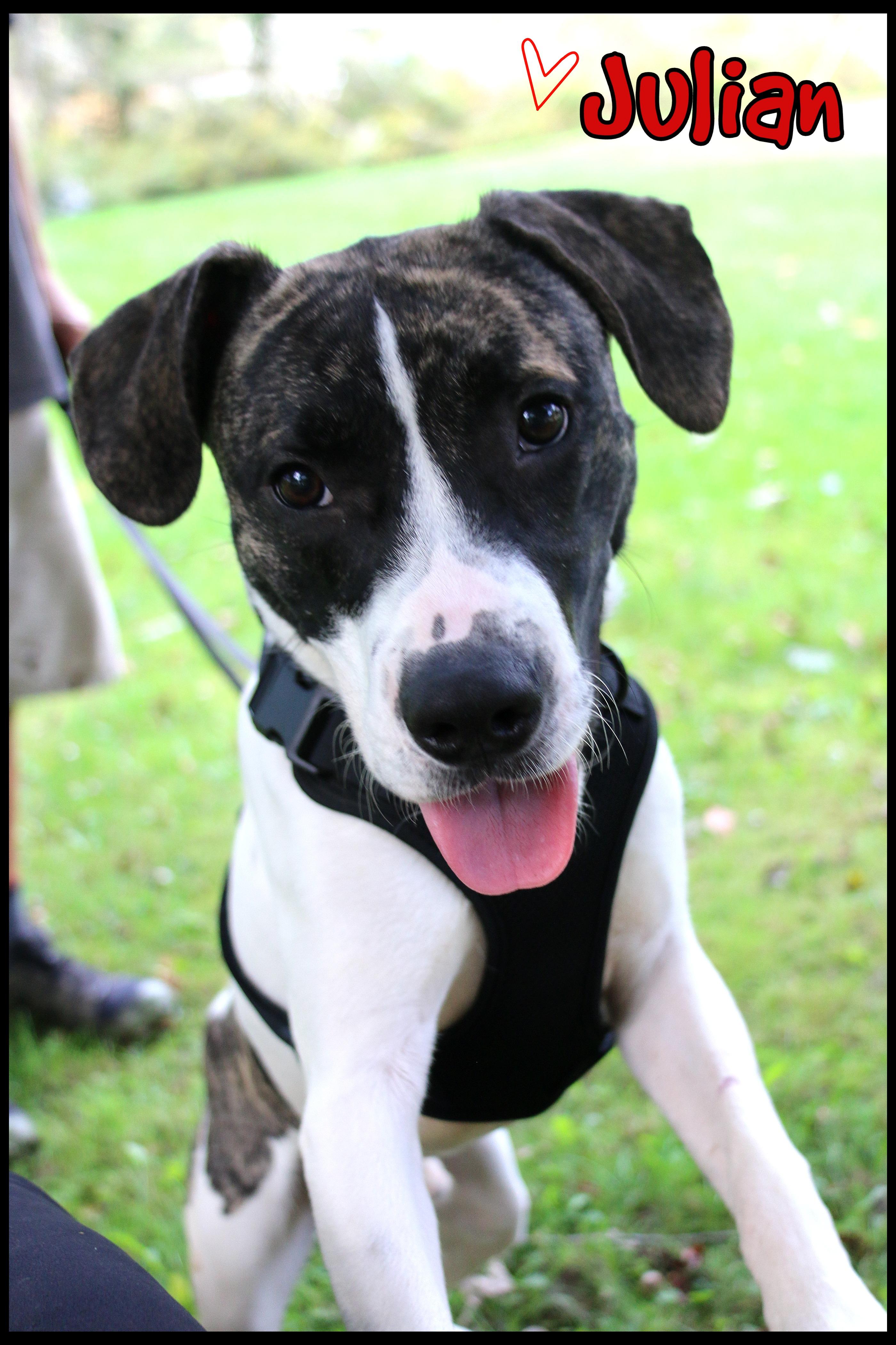 Enlarge Julian, a Adoptable mixed breed in Shippenville, PA image 1/6