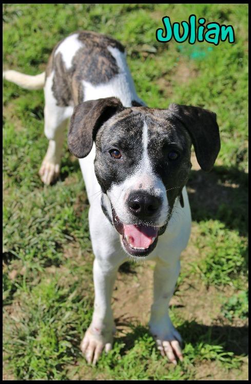 Enlarge Julian, a Adoptable mixed breed in Shippenville, PA image 1/5