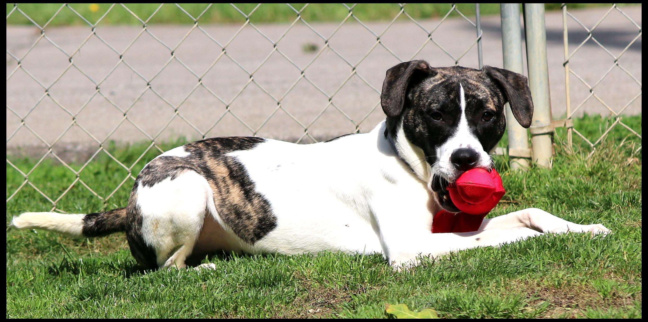 Enlarge Julian, a Adoptable mixed breed in Shippenville, PA image 3/6