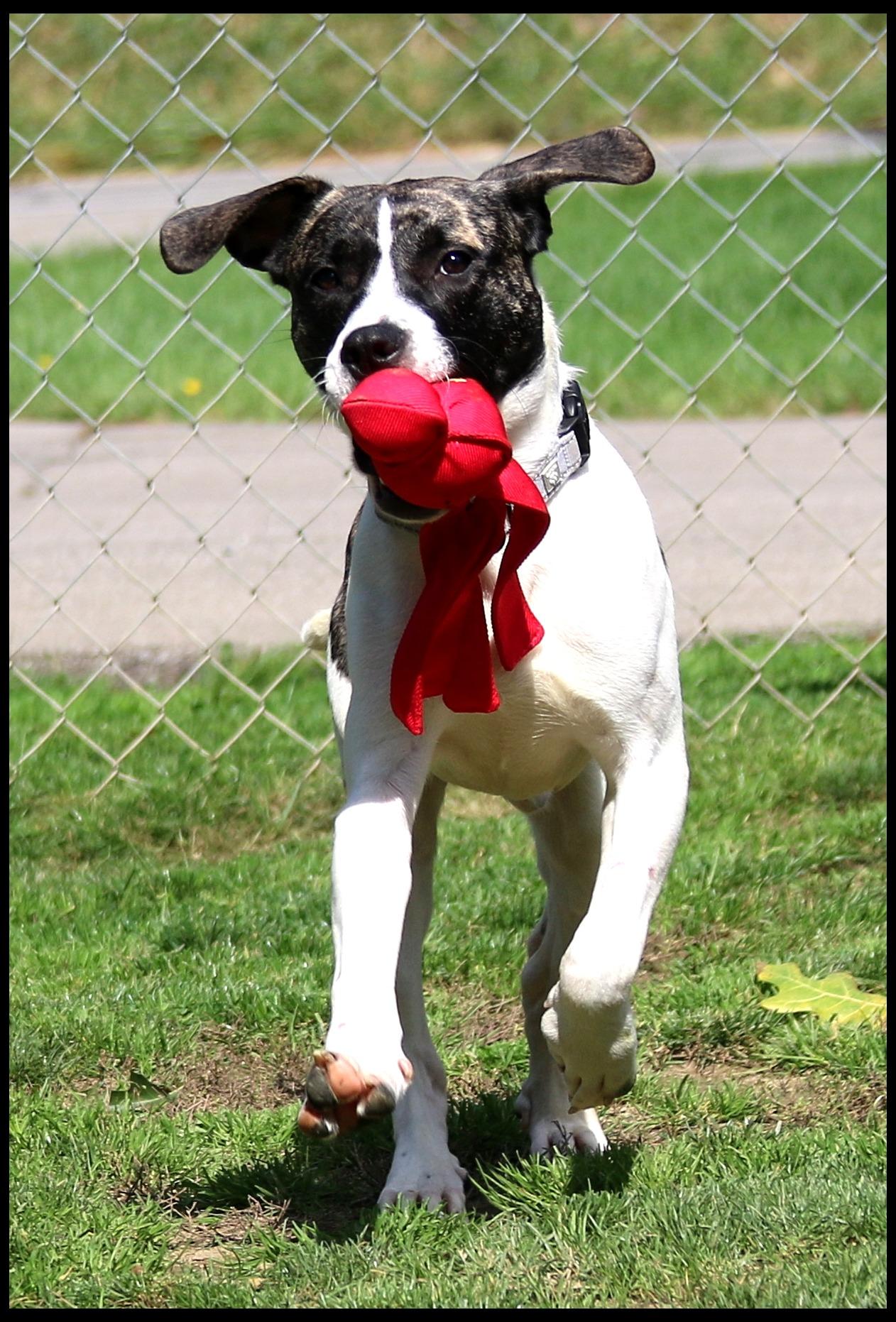 Enlarge Julian, a Adoptable mixed breed in Shippenville, PA image 2/6