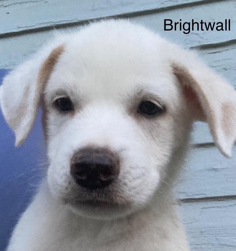 Brightwell, Adoptable, Puppy Male Australian Cattle Dog / Blue Heeler & Labrador Retriever.