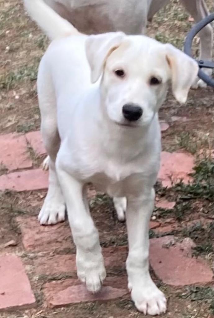 Enlarge Brightwell, a Adoptable mixed breed in Fort Lupton, CO image 2/4