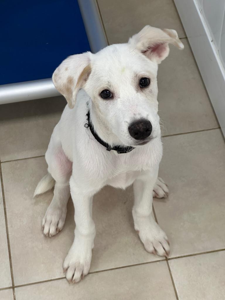 Enlarge Brightwell, a Adoptable mixed breed in Fort Lupton, CO image 4/4