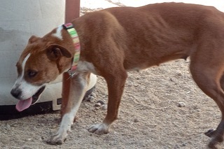 Vanilla Wafer--Sweet Young Lady Comes With Vet Care Support for Life!!, a Adoptable Shepherd in Green Valley, AZ image 1/4