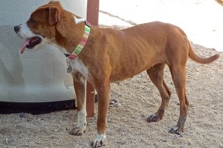 Vanilla Wafer--Sweet Young Lady Comes With Vet Care Support for Life!!, a Adoptable Shepherd in Green Valley, AZ image 2/4