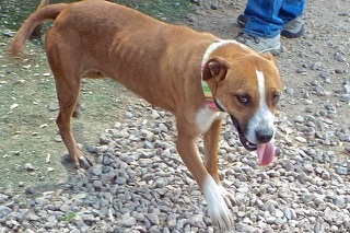 Vanilla Wafer--Sweet Young Lady Comes With Vet Care Support for Life!!, a Adoptable Shepherd in Green Valley, AZ image 3/4