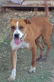 Vanilla Wafer--Sweet Young Lady Comes With Vet Care Support for Life!!, a Adoptable Shepherd in Green Valley, AZ image 4/4
