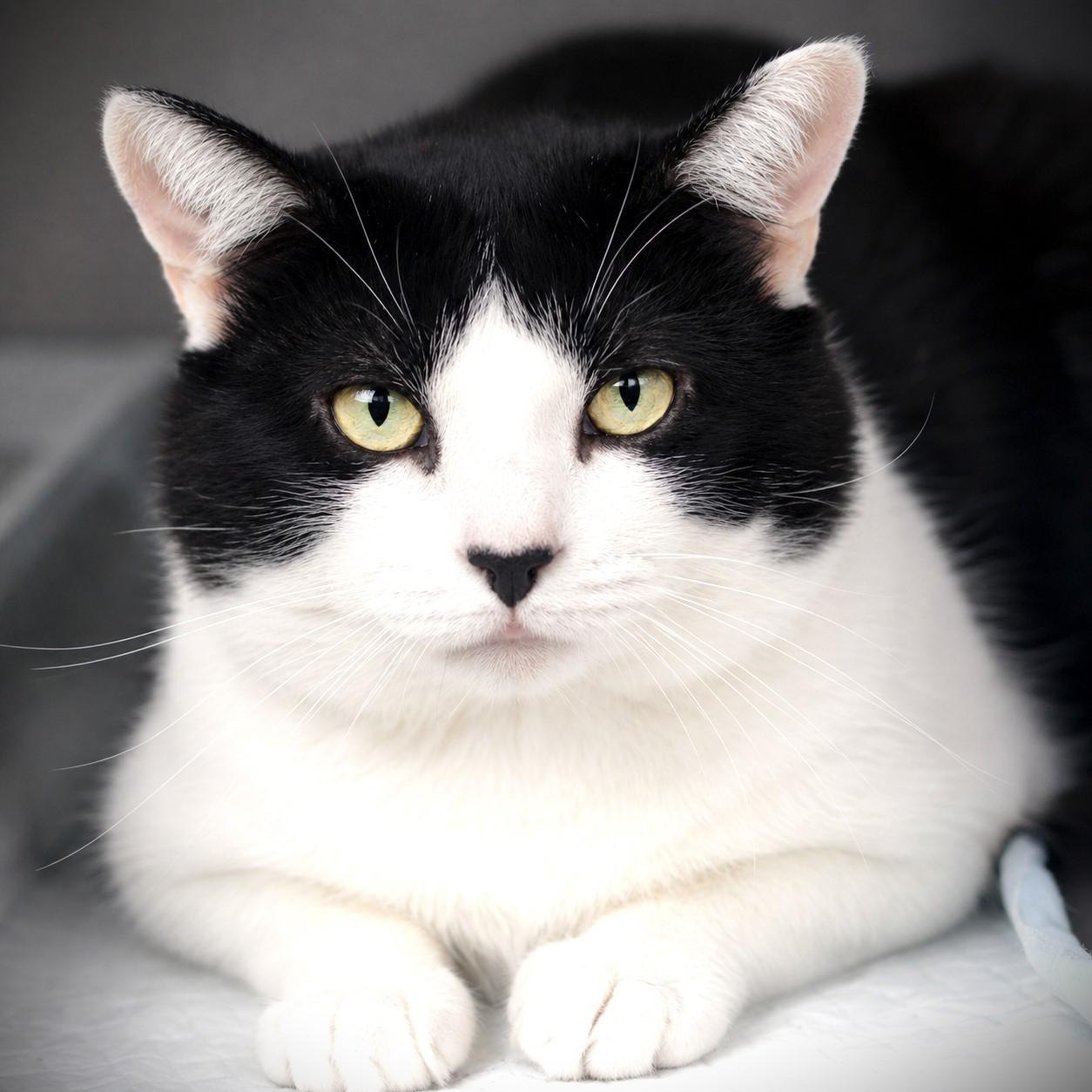December, adoptable, Adult Male Domestic Short Hair.
