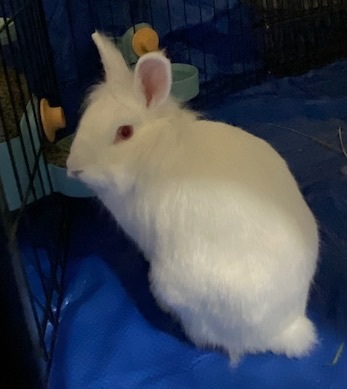 Enlarge Bruce Leah, a Adoptable Lionhead in Pittsburgh, PA image 1/6