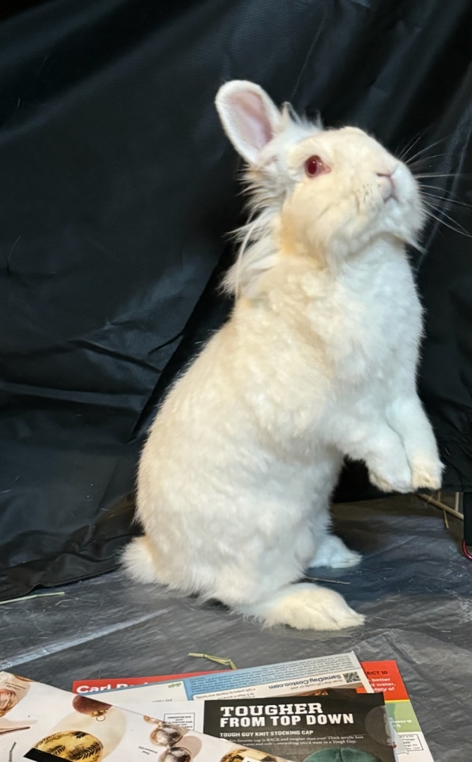 Enlarge Bruce Leah, a Adoptable Lionhead in Pittsburgh, PA image 2/6