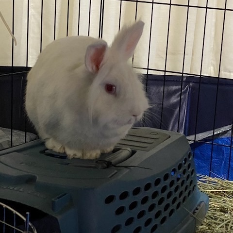 Enlarge Bruce Leah, a Adoptable Lionhead in Pittsburgh, PA image 4/6