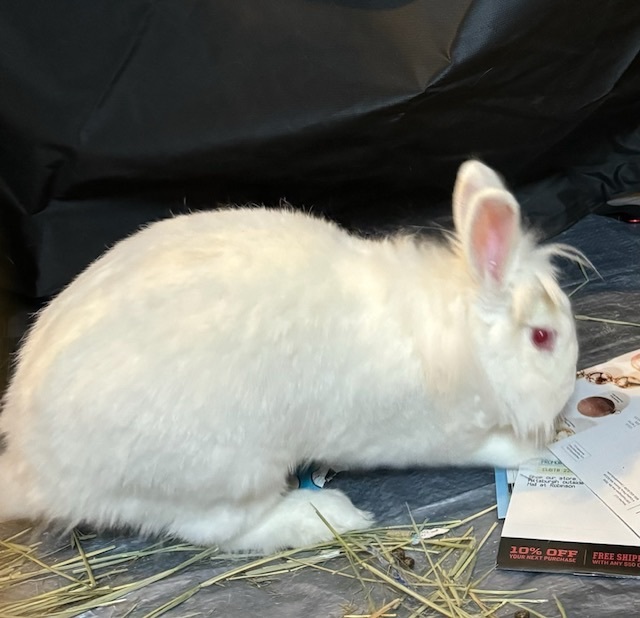 Enlarge Bruce Leah, a Adoptable Lionhead in Pittsburgh, PA image 5/6
