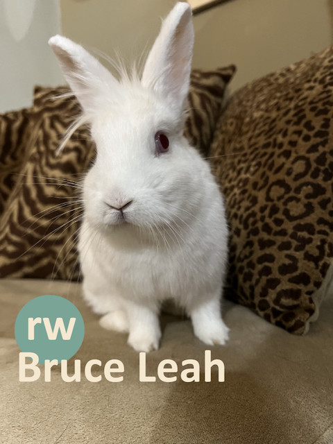 Enlarge Bruce Leah, a Adoptable Lionhead in Pittsburgh, PA image 6/6