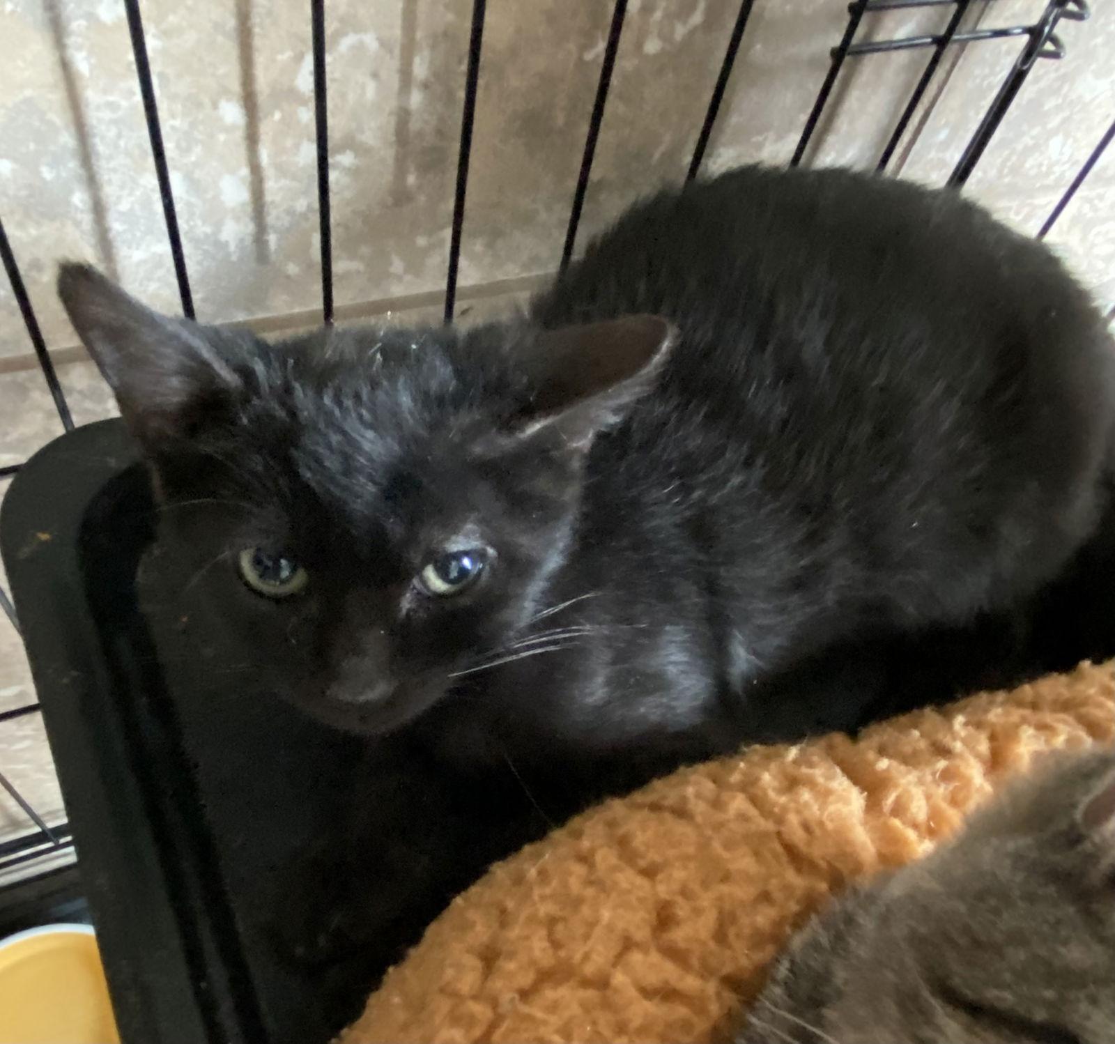 Scary Spice, Adoptable, Kitten Male Domestic Short Hair.