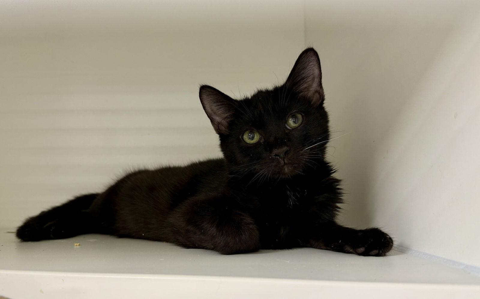 Scary Spice, Adoptable, Kitten Male Domestic Short Hair.