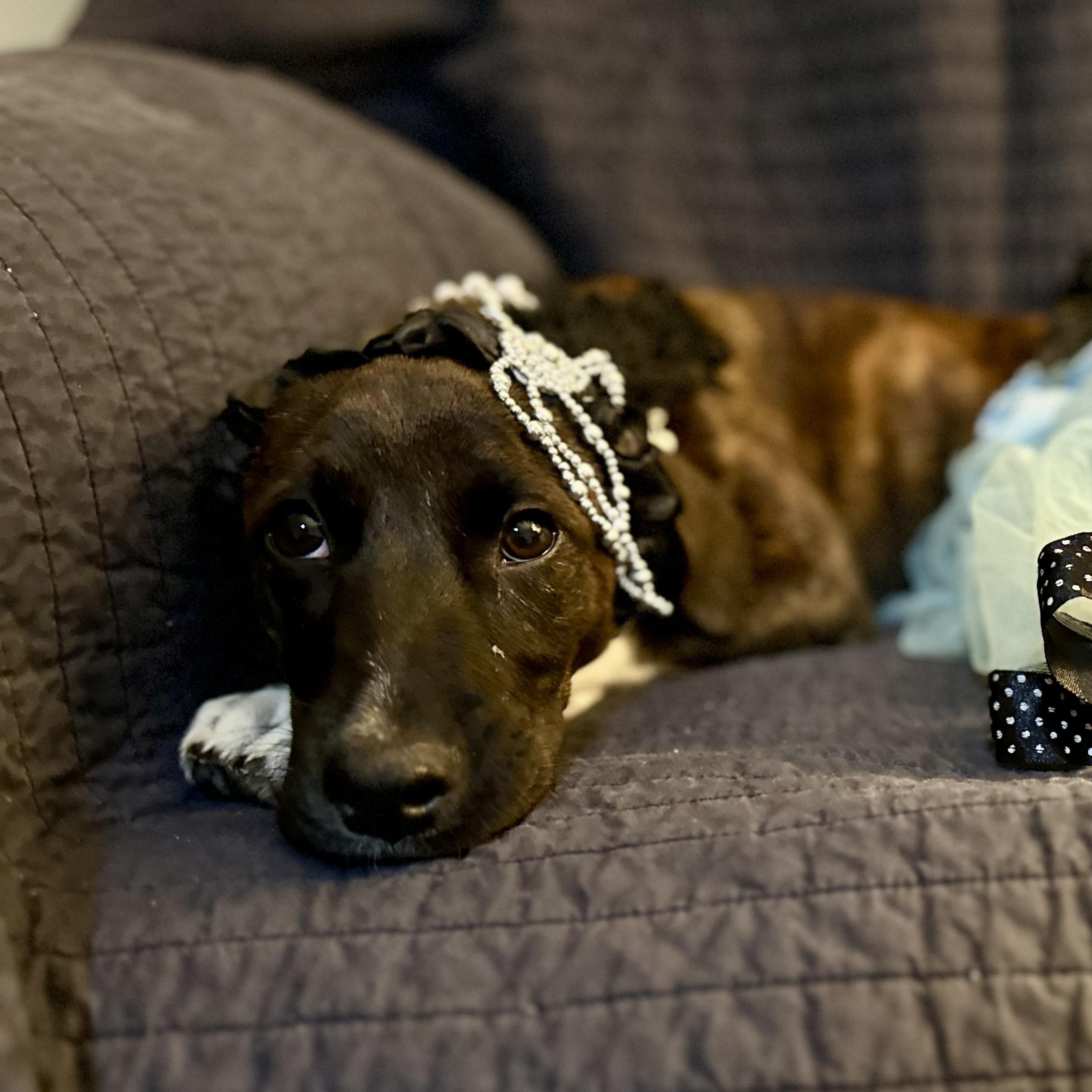 Poppy Rae, an adoptable Labrador Retriever, Border Terrier in Calumet, MI, 49913 | Photo Image 6