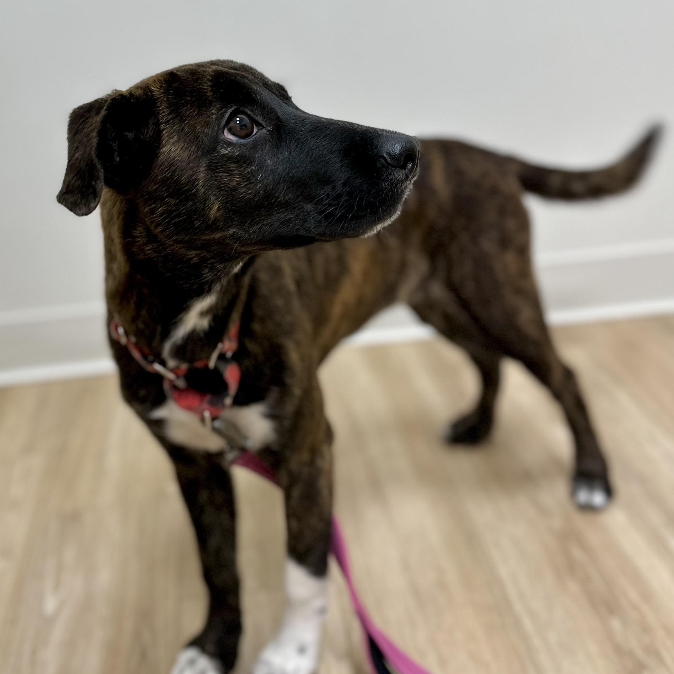Poppy Rae, an adoptable Labrador Retriever, Border Terrier in Calumet, MI, 49913 | Photo Image 2