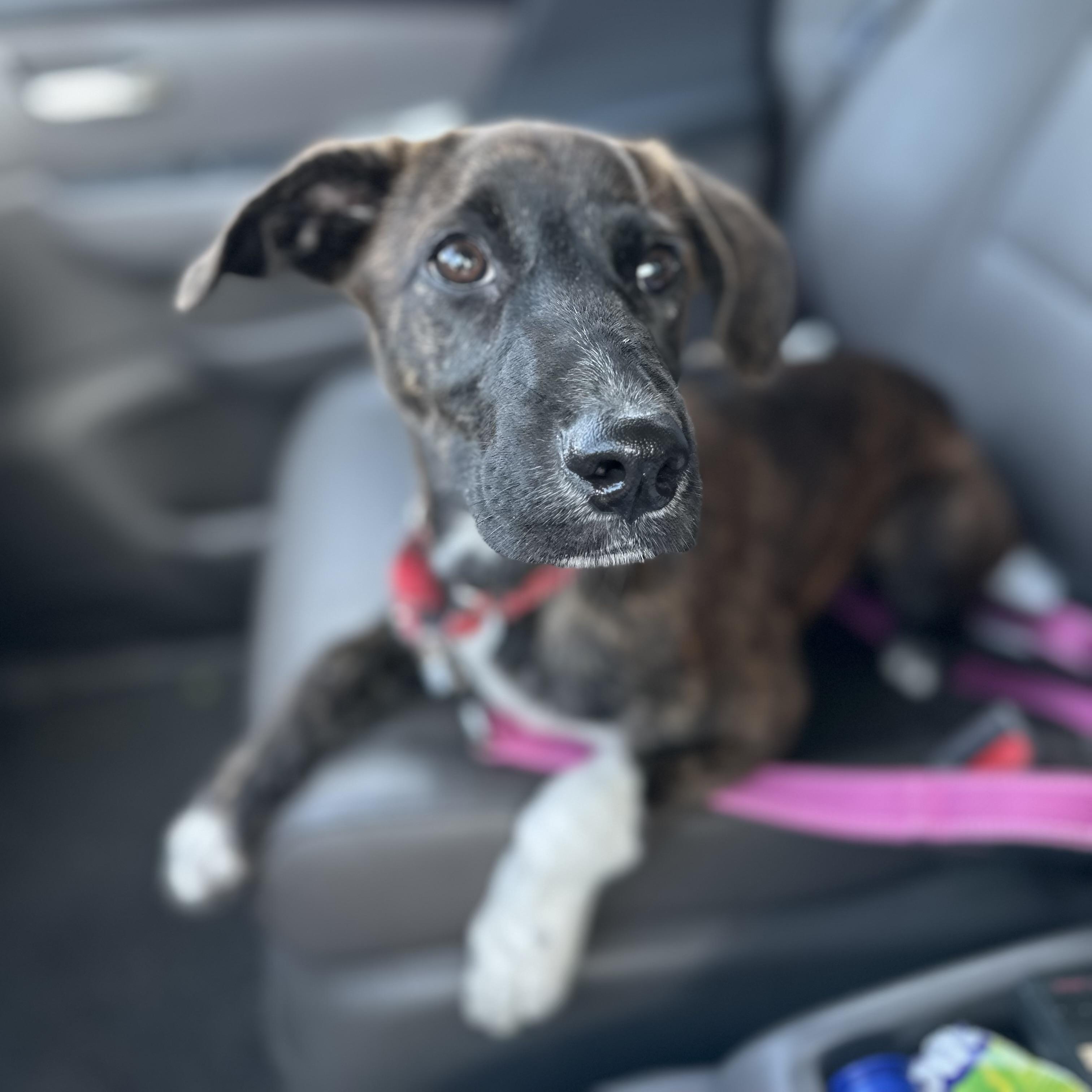 Poppy Rae, an adoptable Labrador Retriever, Border Terrier in Calumet, MI, 49913 | Photo Image 3