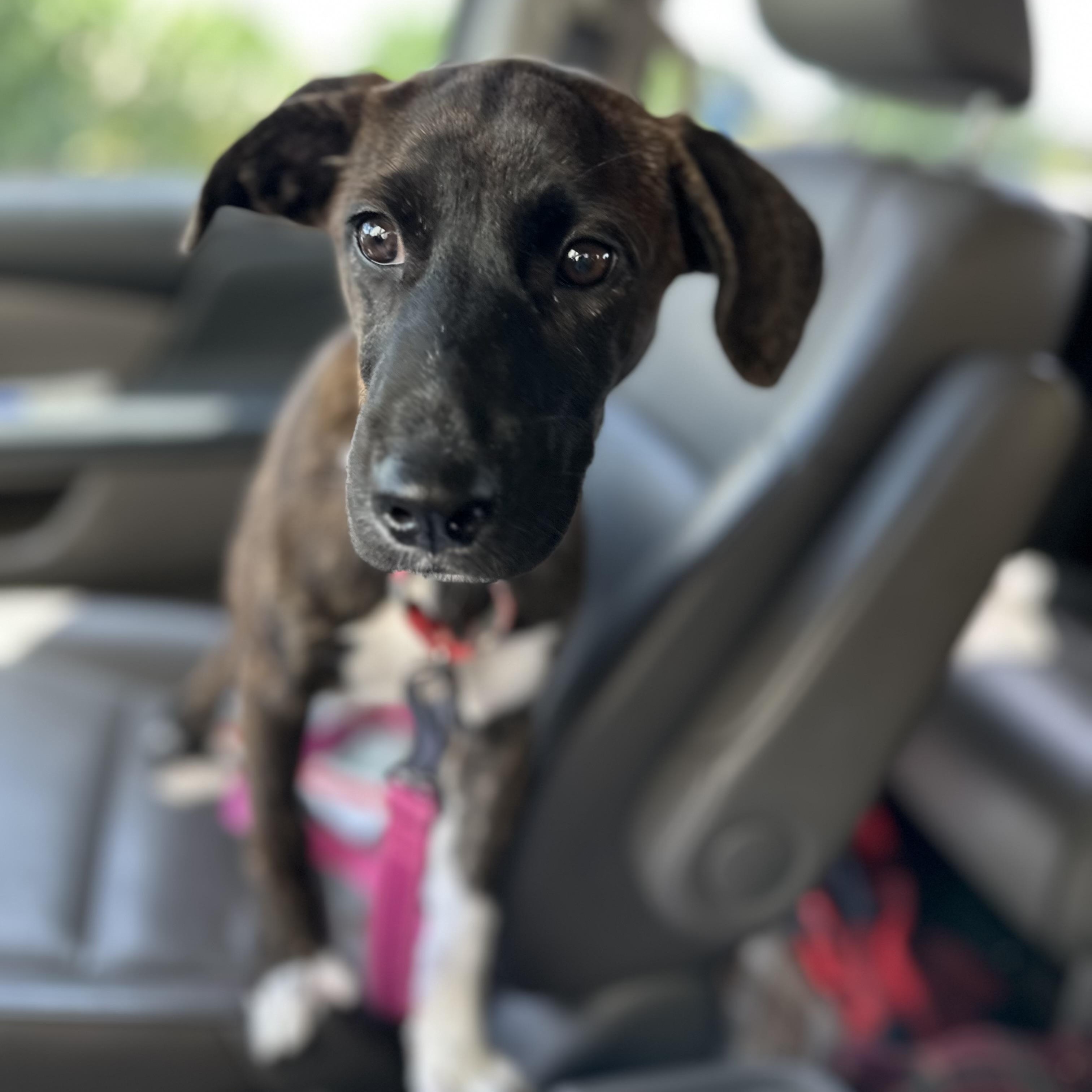 Poppy Rae, an adoptable Labrador Retriever, Border Terrier in Calumet, MI, 49913 | Photo Image 5