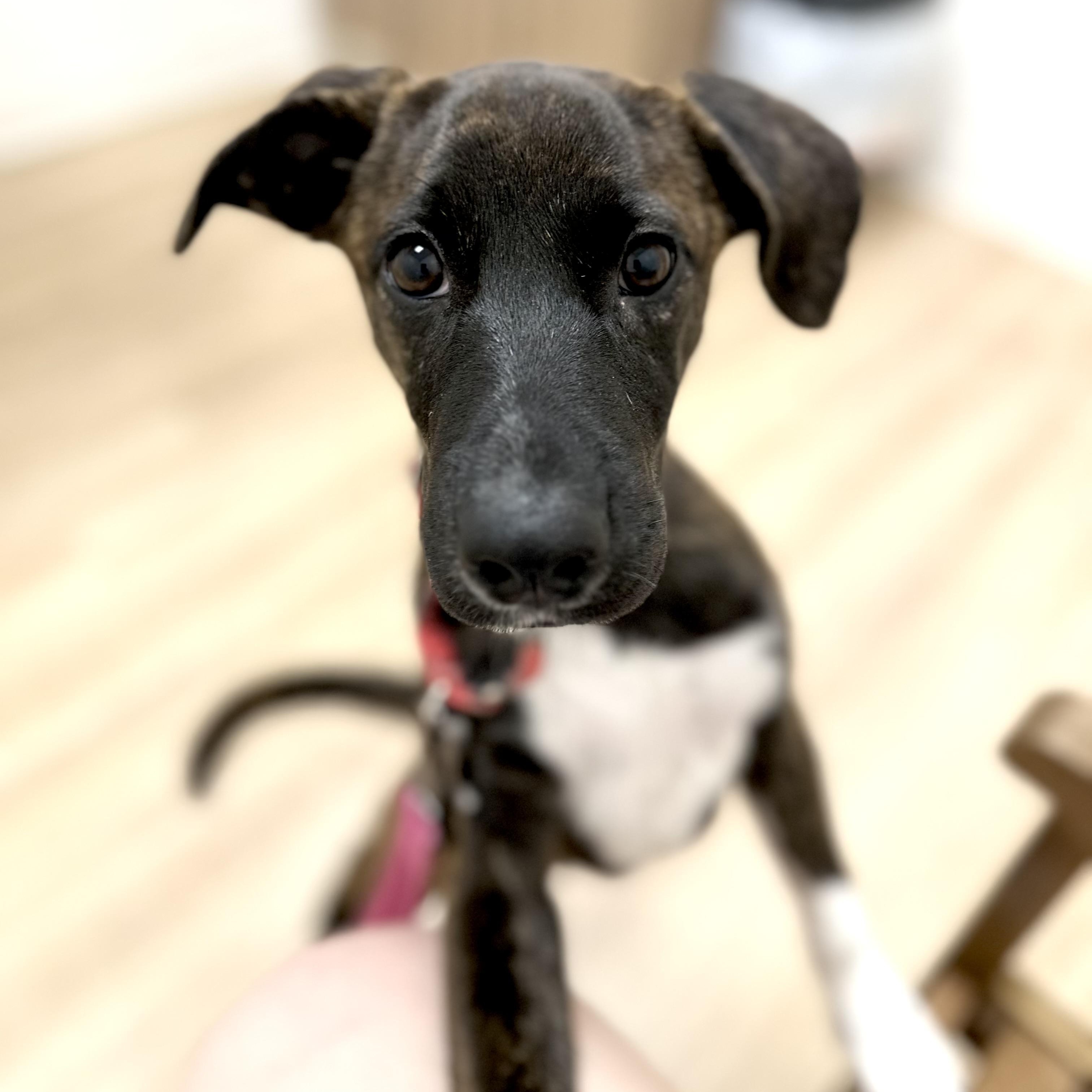 Poppy Rae, an adoptable Labrador Retriever, Border Terrier in Calumet, MI, 49913 | Photo Image 1