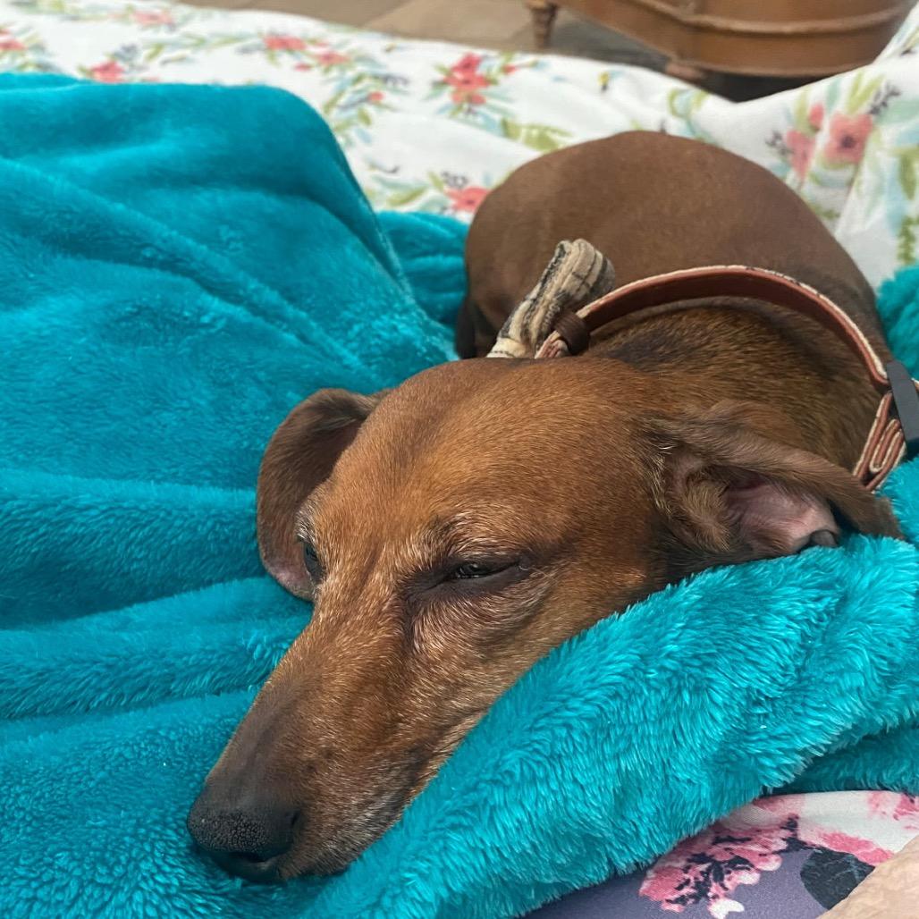 George, Adoptable, Senior Male Dachshund.