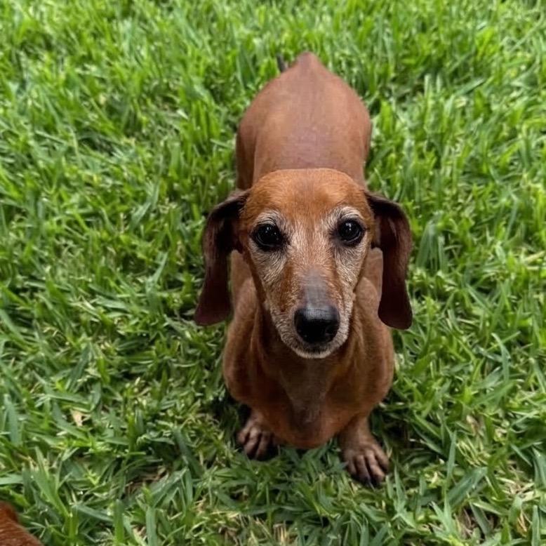Enlarge George, a Adoptable Dachshund in Las Vegas, NV image 2/4