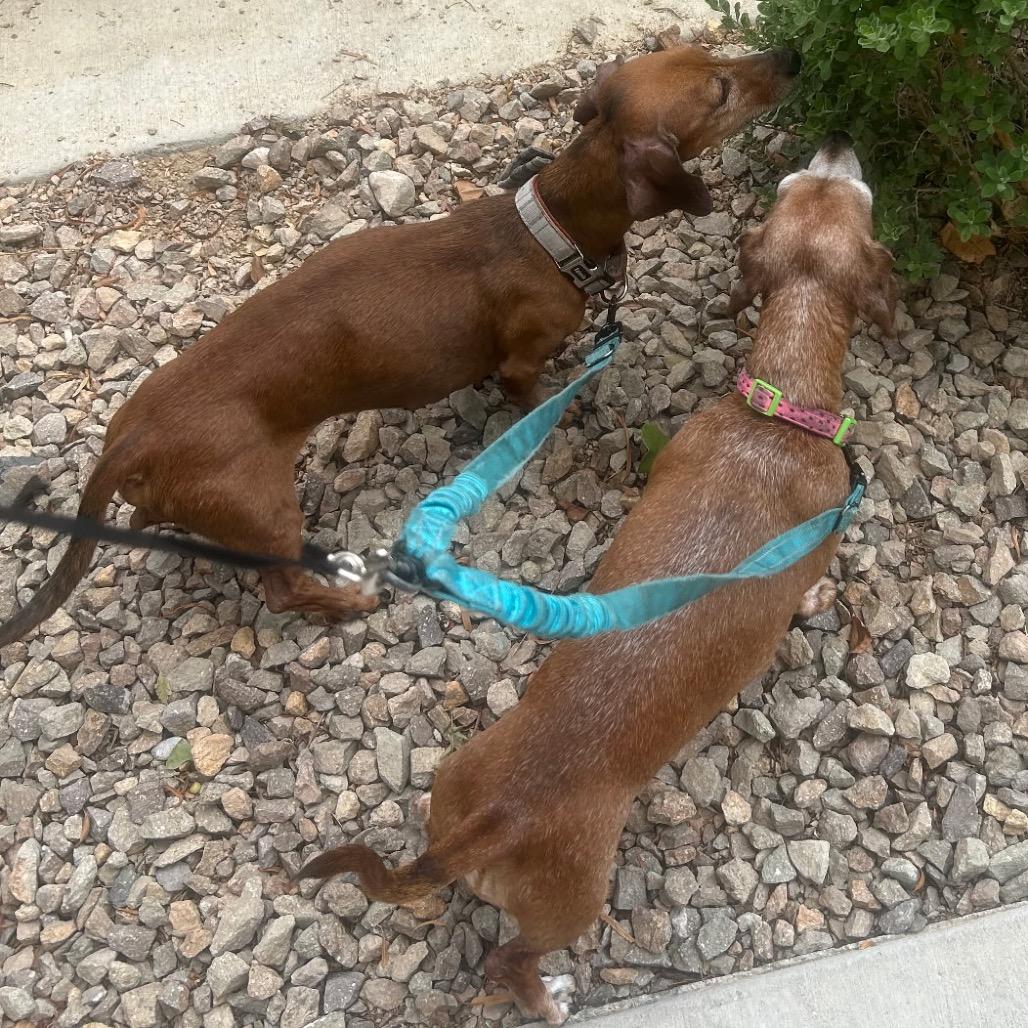 Enlarge George, a Adoptable Dachshund in Las Vegas, NV image 3/4