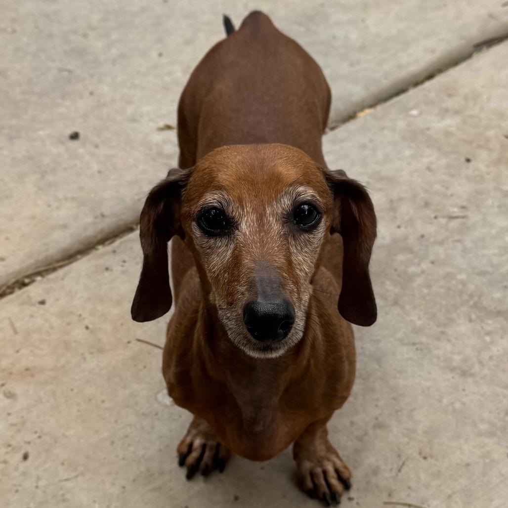 Enlarge George, a Adoptable Dachshund in Las Vegas, NV image 4/4
