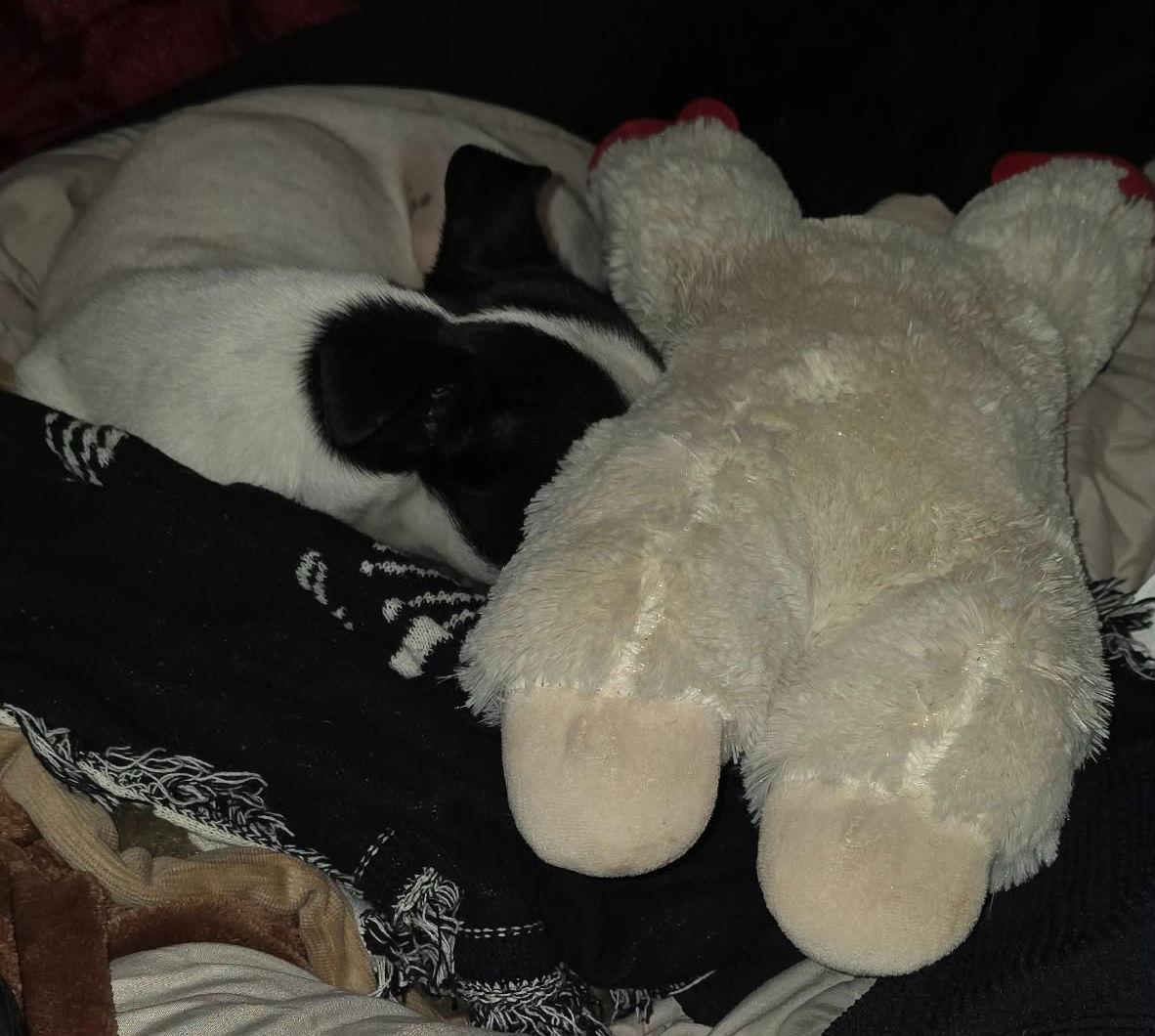 Enlarge Oreo, a Adopted Chihuahua in Ceres, VA image 1/3