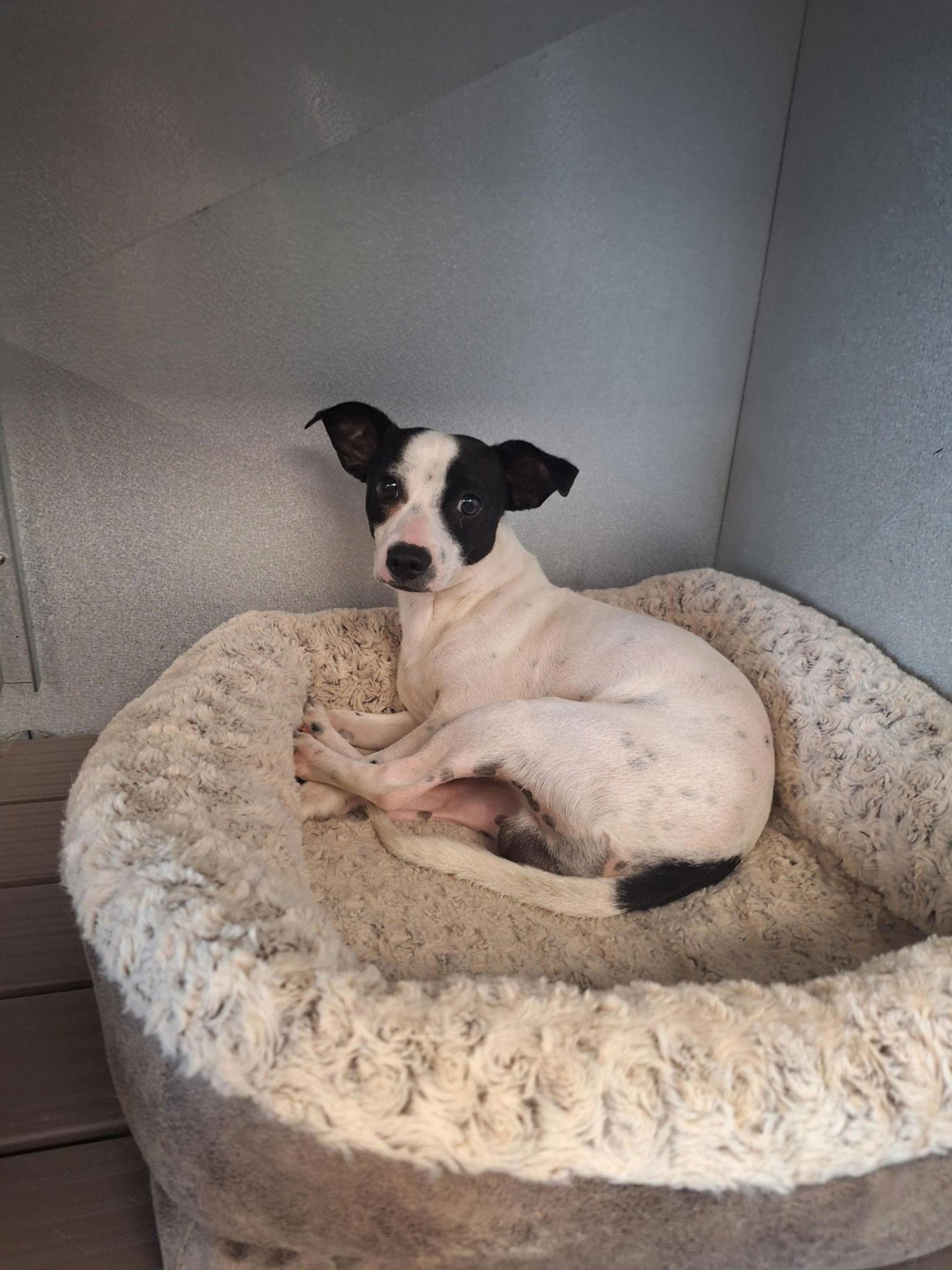 Enlarge Oreo, a Adopted Chihuahua in Ceres, VA image 2/3