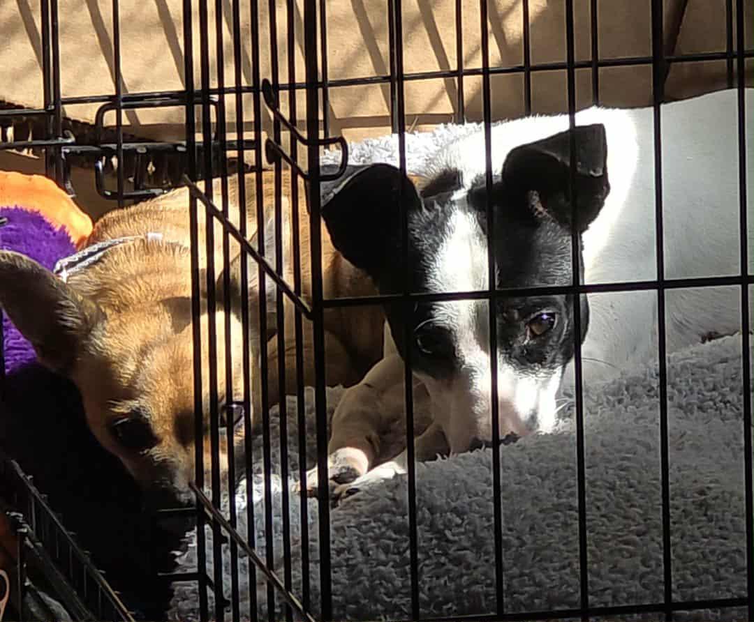 Enlarge Oreo, a Adopted Chihuahua in Ceres, VA image 3/3