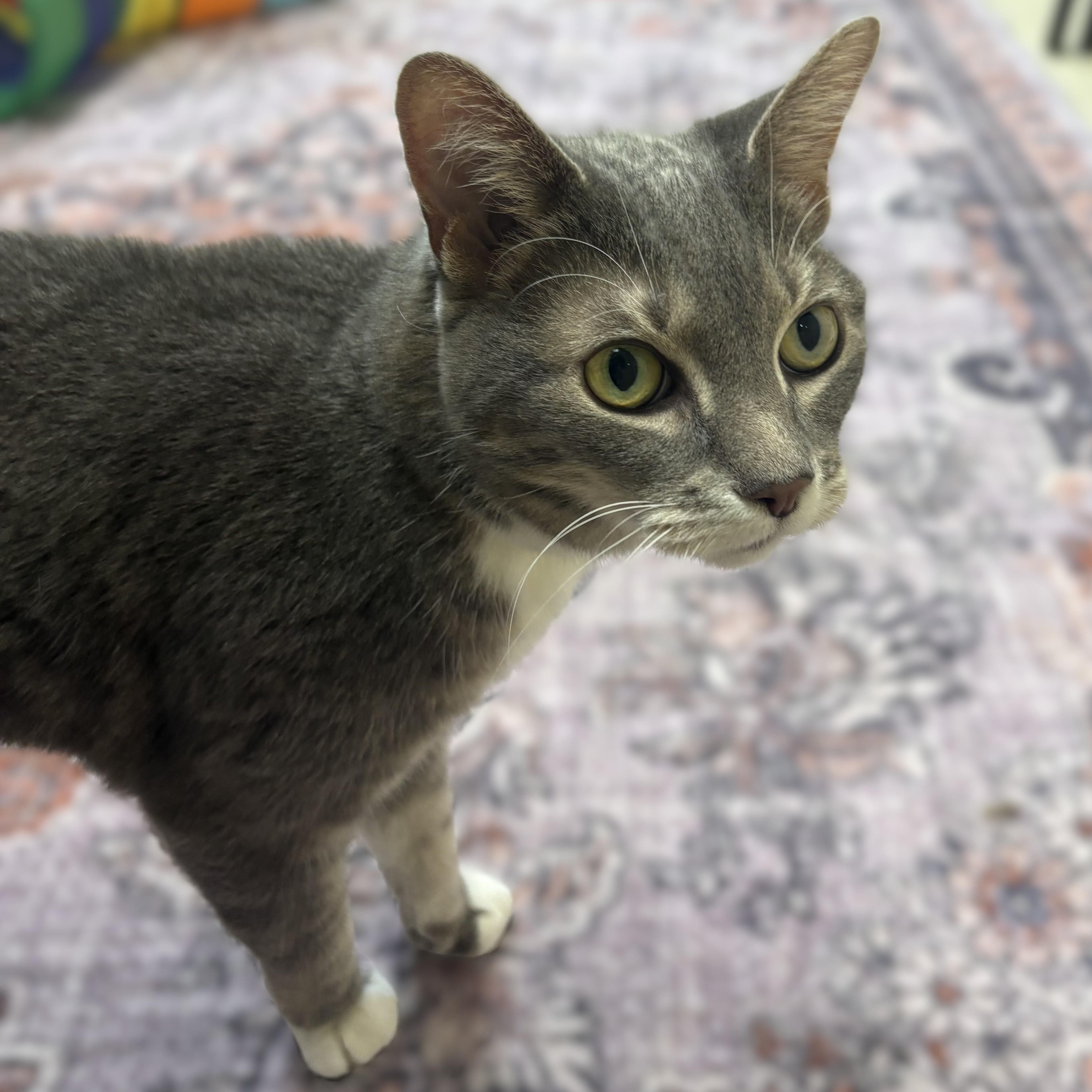Enlarge Shauntai- 52023, a ADOPTABLE Domestic Short Hair in Columbia, MD image 2/2
