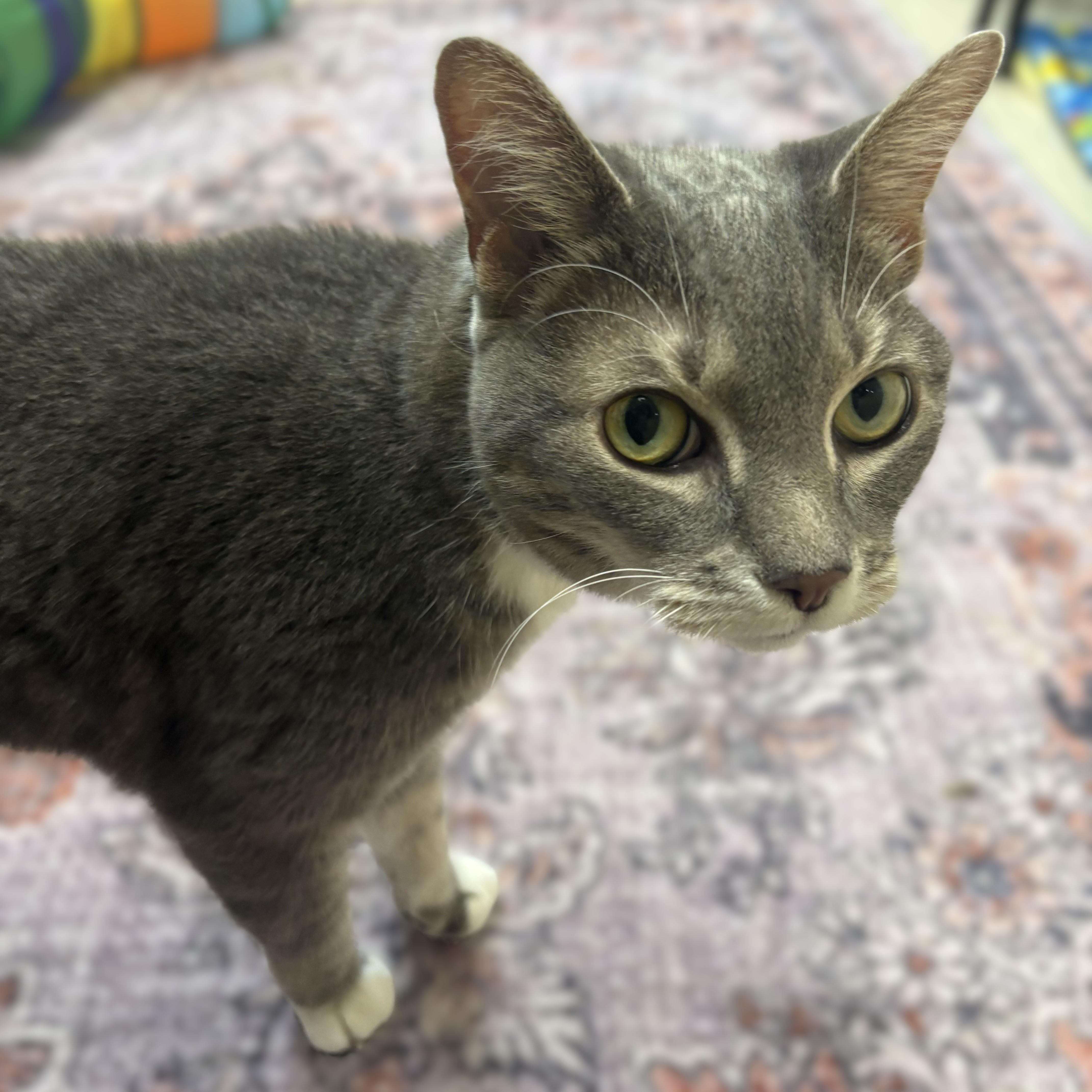 Shauntai- 52023, ADOPTABLE, Senior Female Domestic Short Hair.