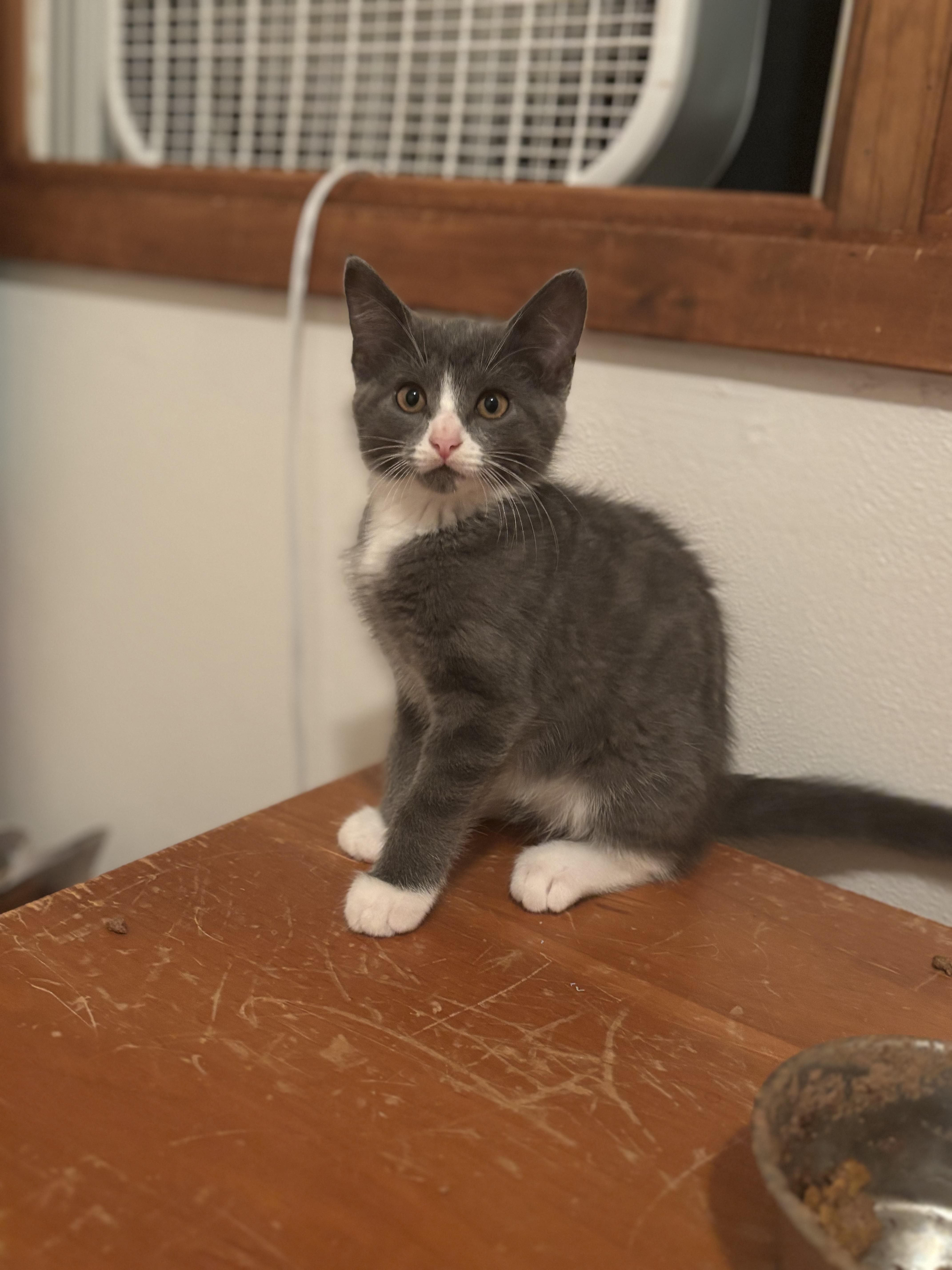 Enlarge Luna Lovegood, a Adopted Domestic Short Hair in Boone, IA image 2/6